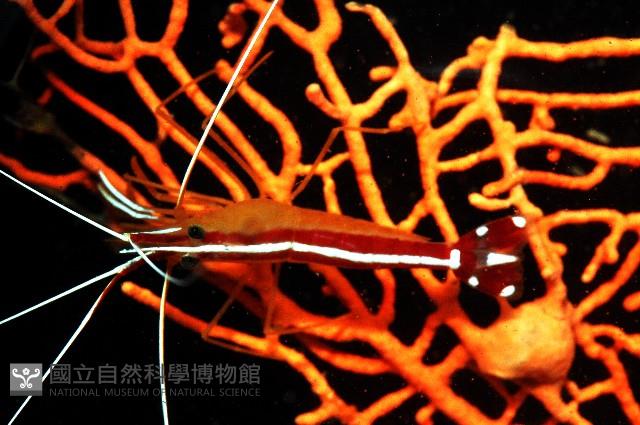 白背鞭藻蝦藏品圖，第2張