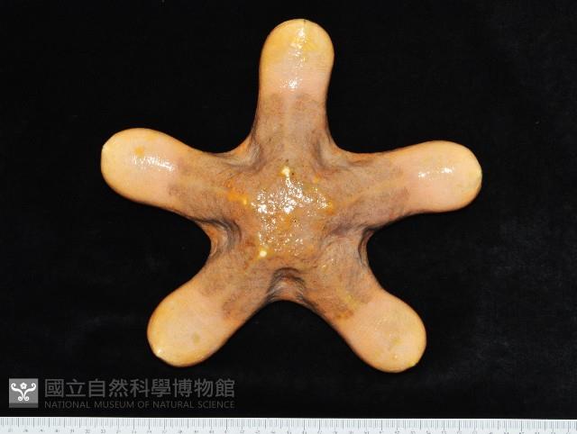 粒皮瘤海星藏品圖，第2張