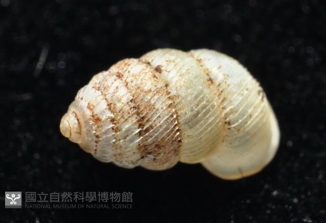 董王芝麻蝸牛藏品圖，第2張