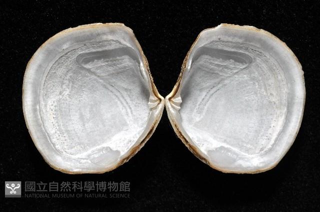 新種滿月蛤藏品圖，第2張