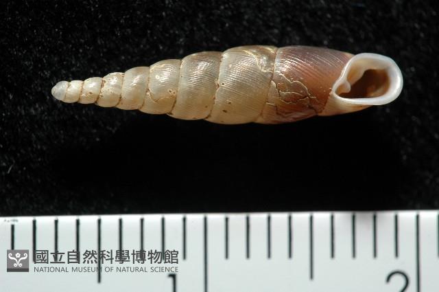 泰武煙管蝸牛(新種)藏品圖，第2張