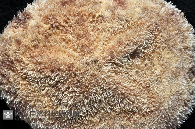 網楯海膽藏品圖，第2張