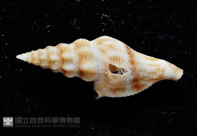 奧利佛捲管芋螺藏品圖，第2張