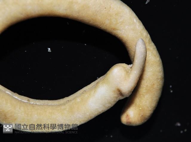 未知種腹溝綱新月貝藏品圖，第2張
