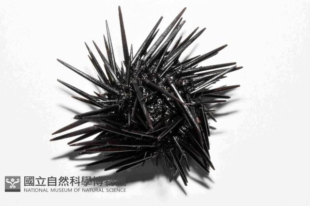 紫海膽藏品圖，第2張