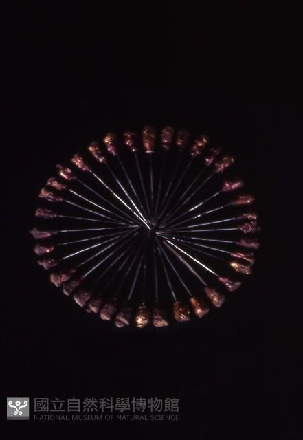 三十六天將藏品圖，第2張