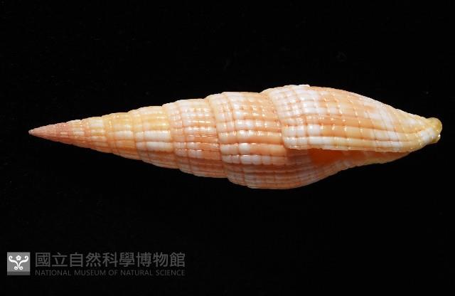 登錄號:007819-00121藏品圖，第2張