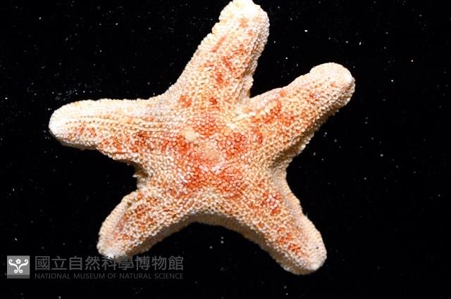 林氏海燕藏品圖，第2張