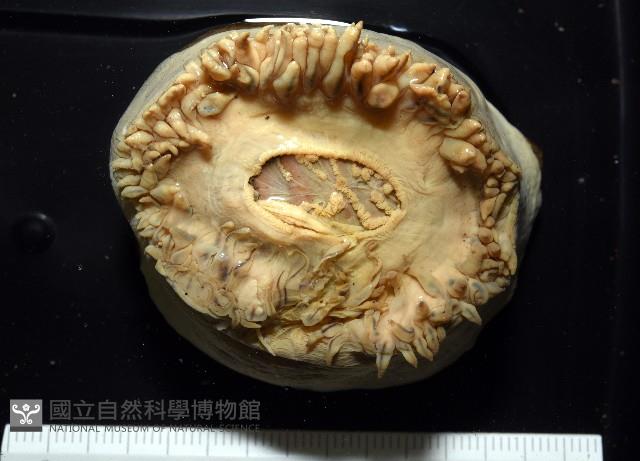 造殼海葵之一種藏品圖，第2張