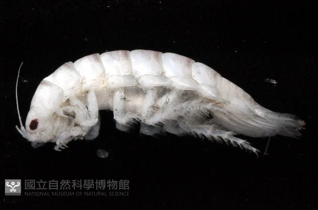 未知種浪漂水虱藏品圖，第2張