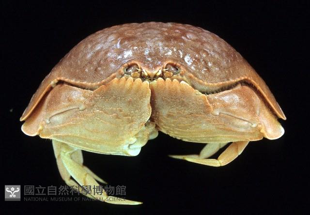 卡氏饅頭蟹藏品圖，第2張