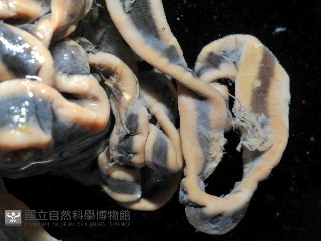 曙光無溝紐蟲藏品圖，第2張