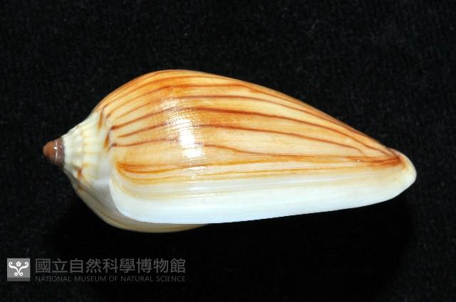 斑馬渦螺藏品圖，第2張
