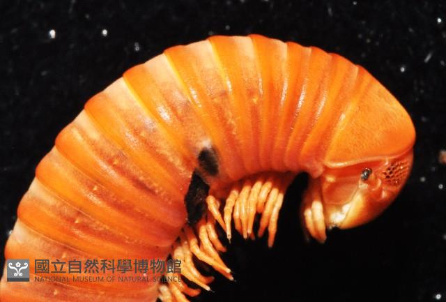 磚紅厚甲馬陸藏品圖，第2張