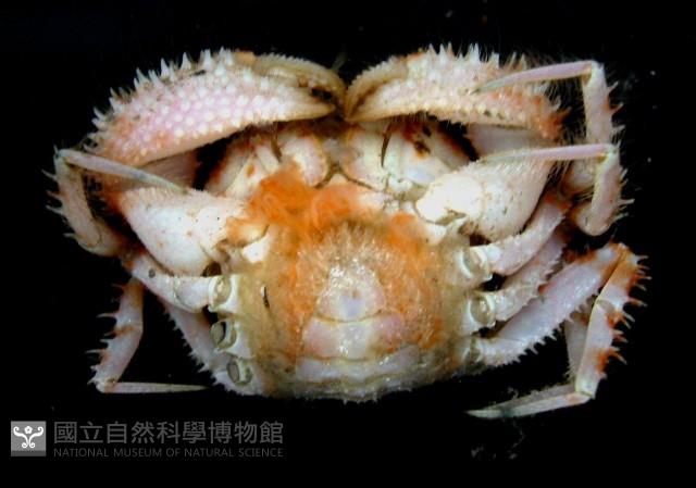道氏毛刺蟹藏品圖，第2張
