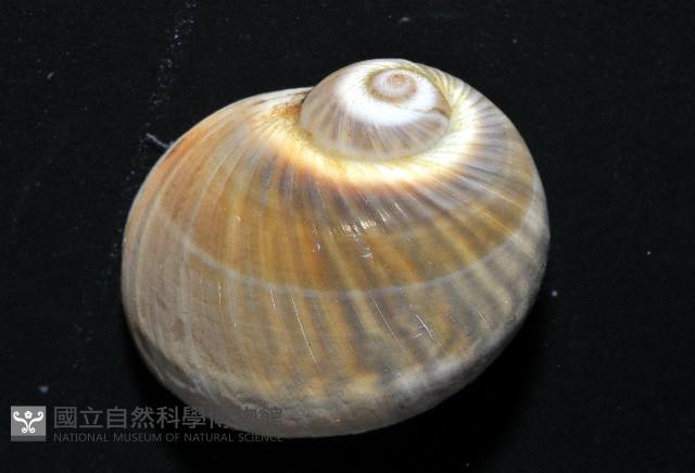 小灰玉螺藏品圖，第2張
