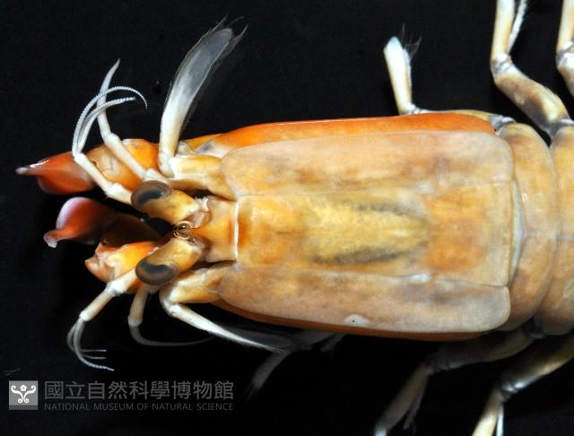 大指蝦蛄藏品圖，第2張