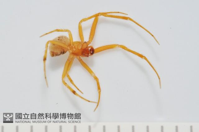 蘭嶼姬蛛藏品圖，第2張