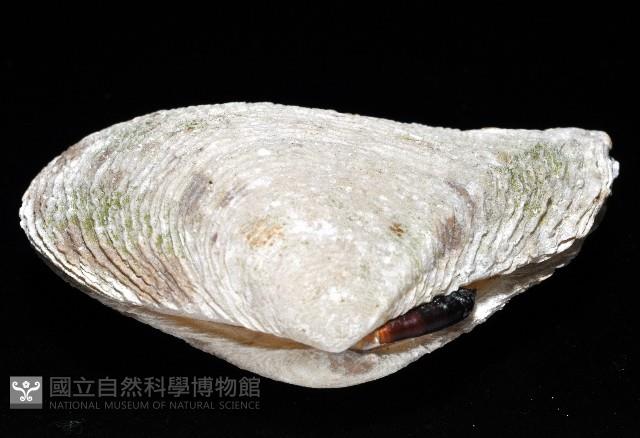 波紋櫻蛤藏品圖，第2張