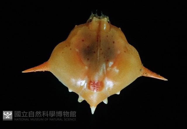 五刺栗殼蟹藏品圖，第2張
