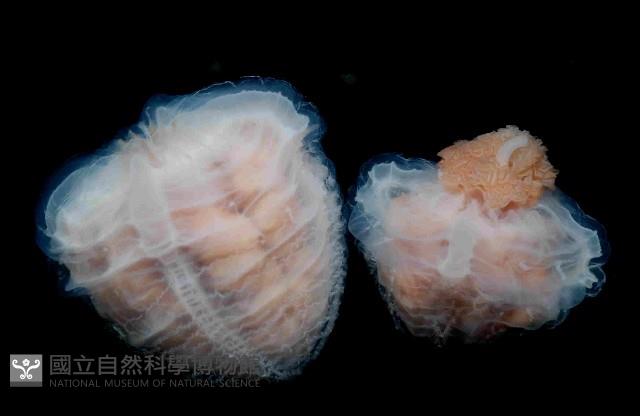 未知種面具水母藏品圖，第2張