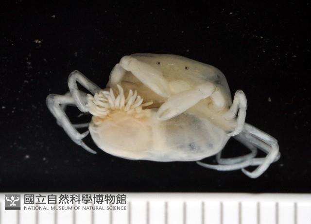中華淺鰓虱藏品圖，第2張