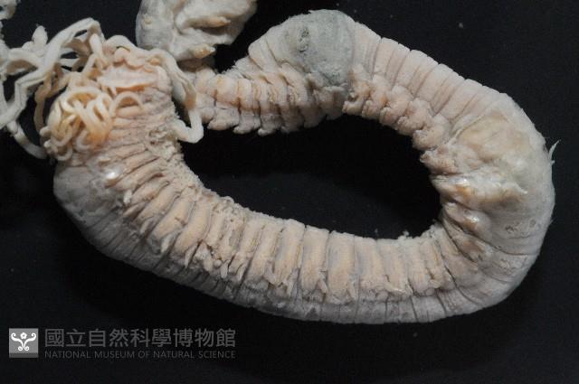 臺灣乳蟄蟲藏品圖，第2張