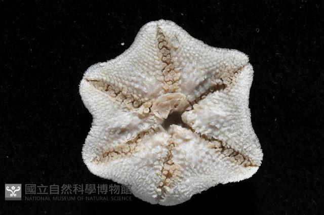 擬淺盤步海燕藏品圖，第2張