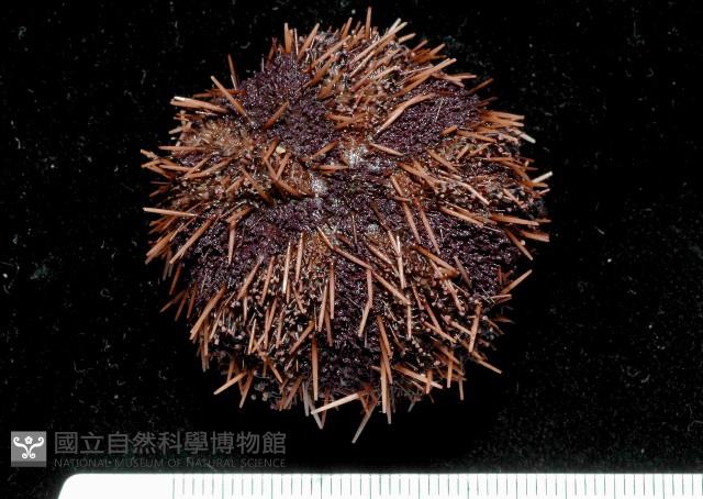 白棘三列海膽藏品圖，第2張