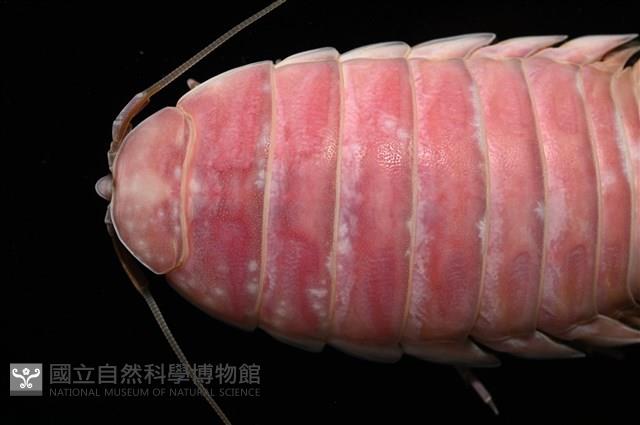 道氏深水虱藏品圖，第2張