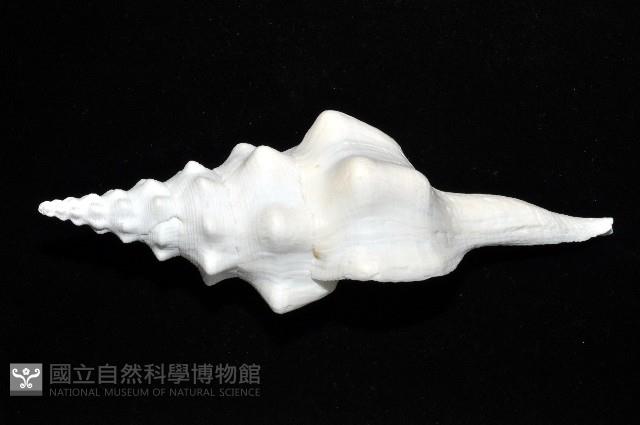 波緣長旋螺藏品圖，第2張