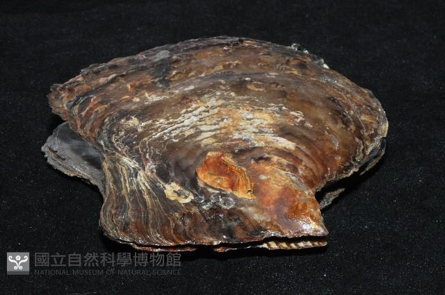 馬鞍(扁平)障泥蛤藏品圖，第2張
