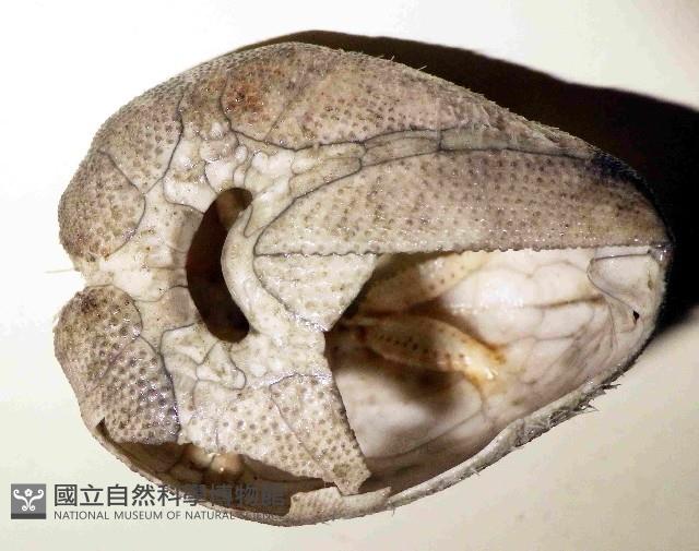 命運神海膽藏品圖，第2張