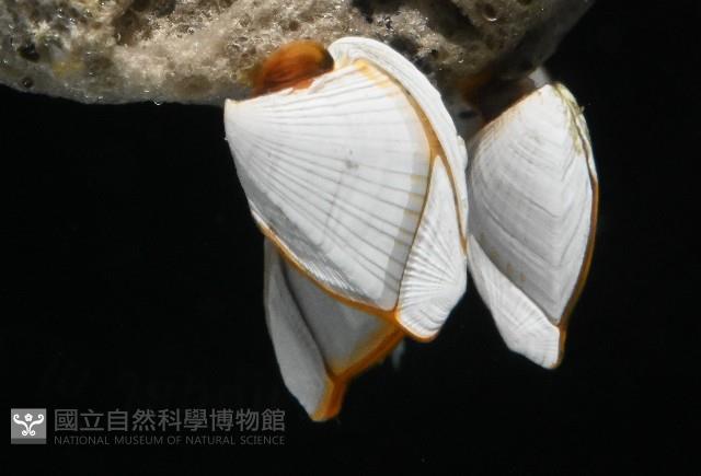 鵝茗荷藏品圖，第2張