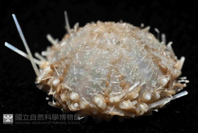 未知種侏儒頭帕(暫譯)藏品圖，第2張