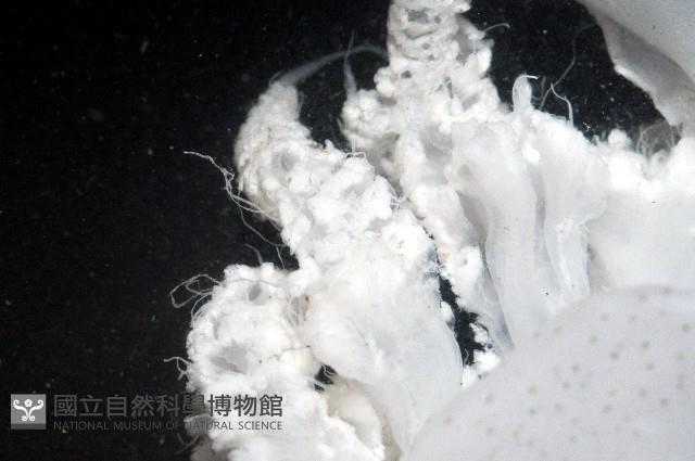 端鞭水母藏品圖，第2張