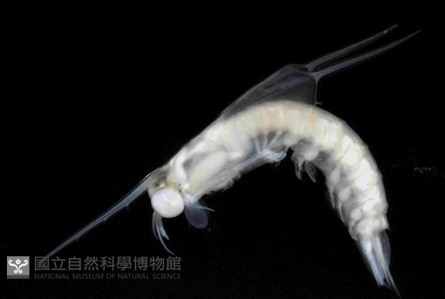 未知種蝦蛄幼生藏品圖，第2張