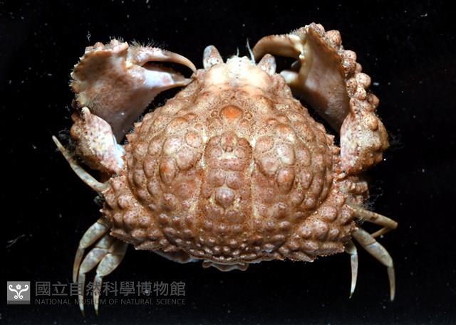 山羊饅頭蟹藏品圖，第2張