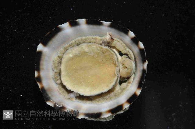 未知種蓮花青螺藏品圖，第2張