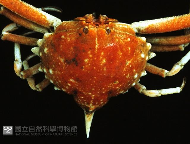 泡粒長螯蟹藏品圖，第2張