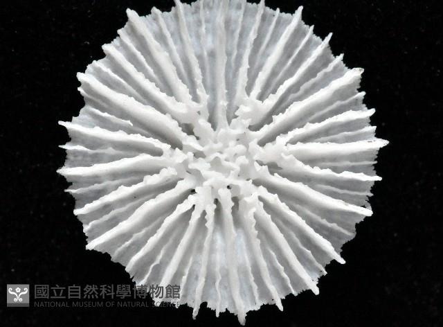 皇家冠杯珊瑚藏品圖，第2張
