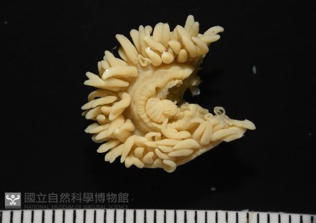 等指海葵藏品圖，第2張