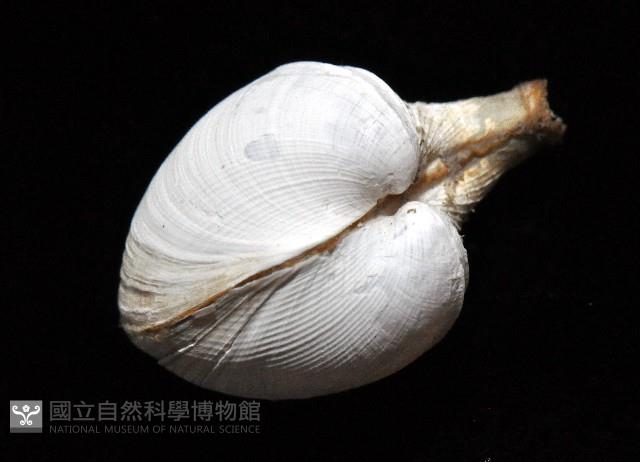 寶島杓蛤藏品圖，第2張