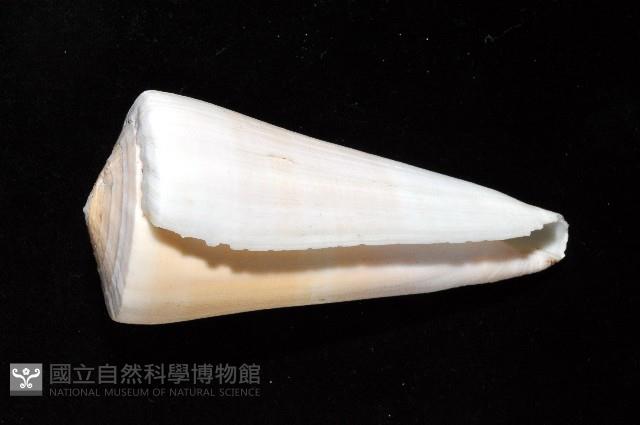 胭脂芋螺藏品圖，第2張