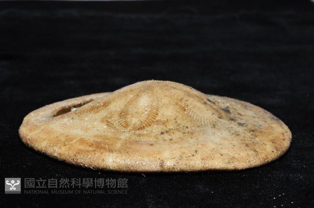 綠楯海膽藏品圖，第2張