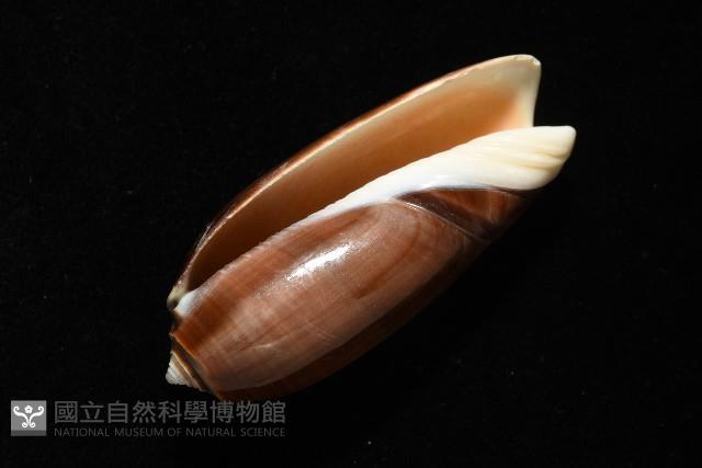 登錄號:007819-00131藏品圖，第2張