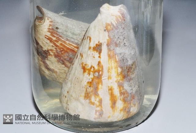 密碼芋螺藏品圖，第2張