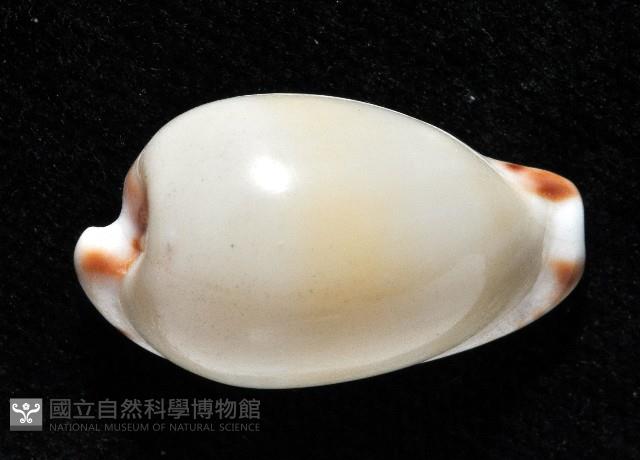 小無齒寶螺藏品圖，第2張