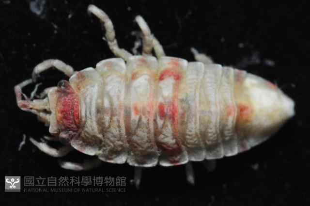 北極等足類藏品圖，第2張
