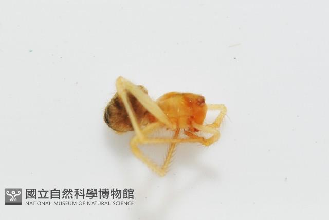 臺灣奈斯蛛藏品圖，第2張